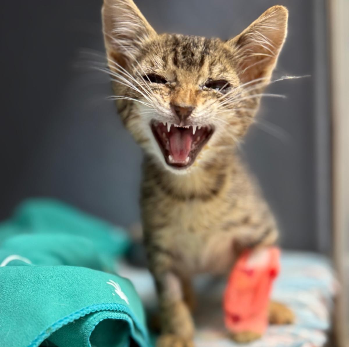 Perro en recuperación veterinaria